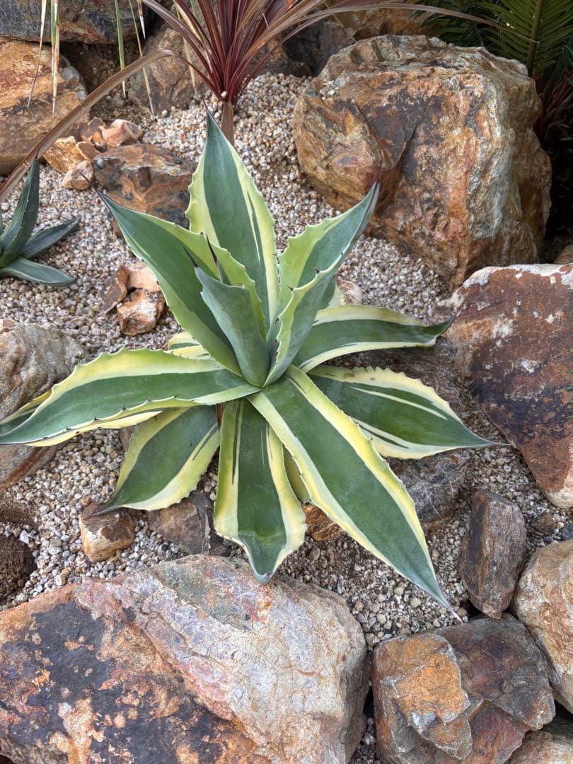 オルカ　中株　45㎝　即戦力　アガベ　オバティフォリアオルカ　値下げしました！