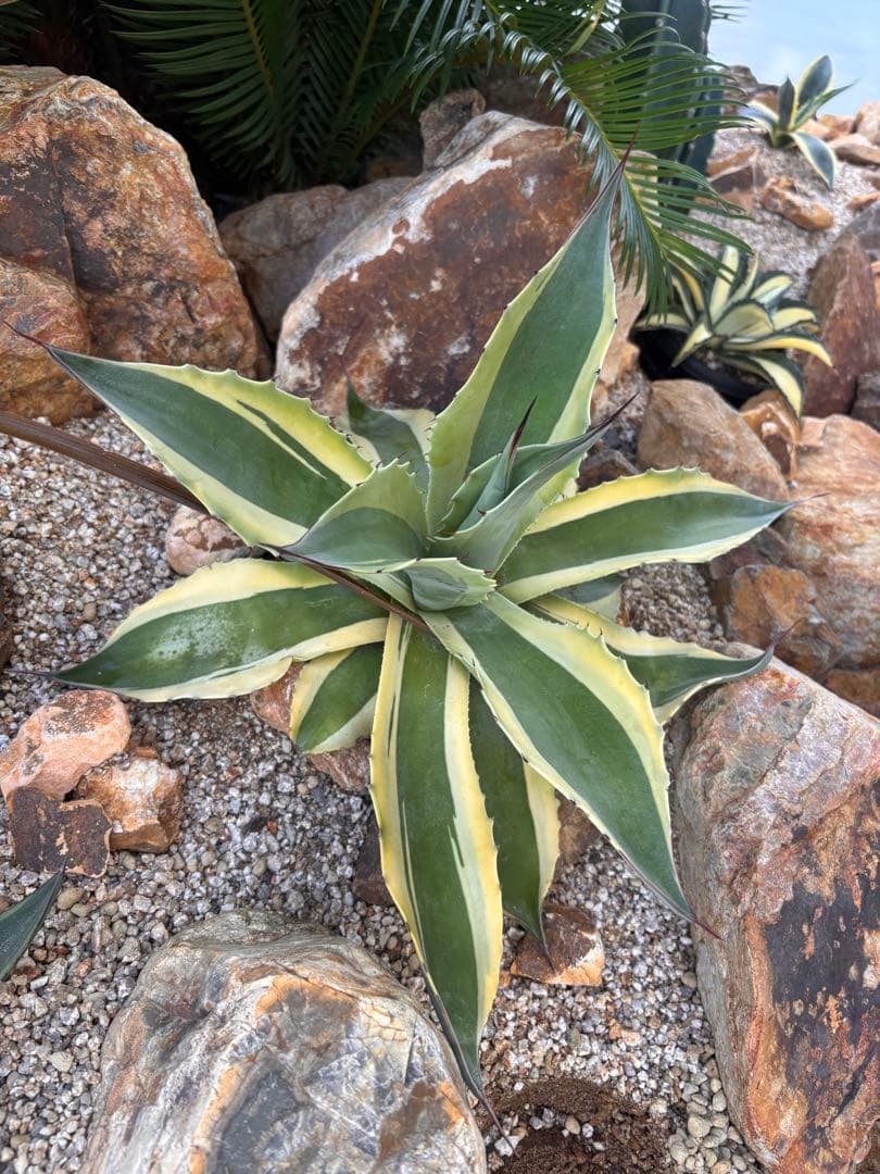 オルカ　中株　45㎝　即戦力　アガベ　オバティフォリアオルカ　値下げしました！