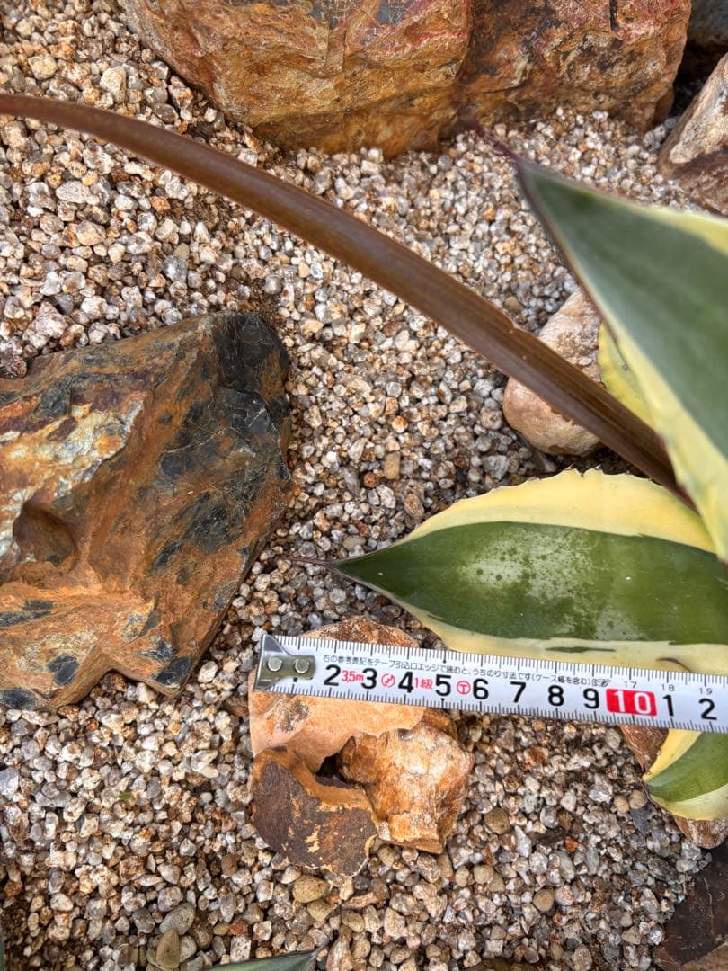 オルカ　中株　45㎝　即戦力　アガベ　オバティフォリアオルカ　値下げしました！