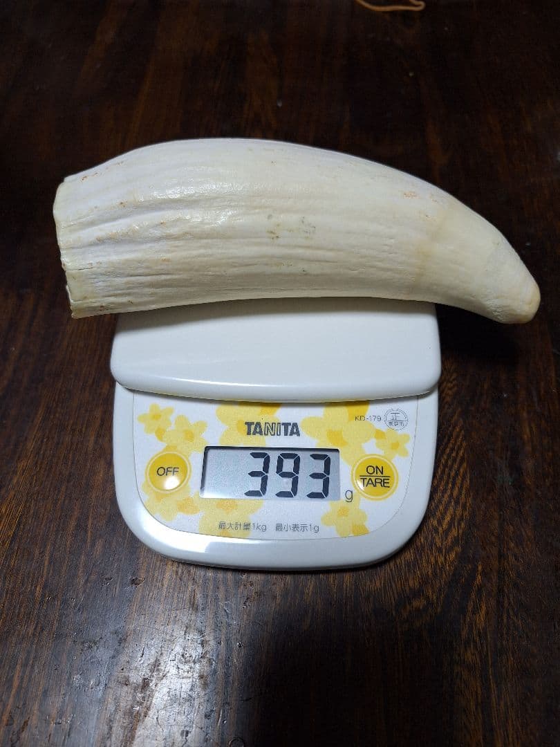 マッコウクジラの歯　393g