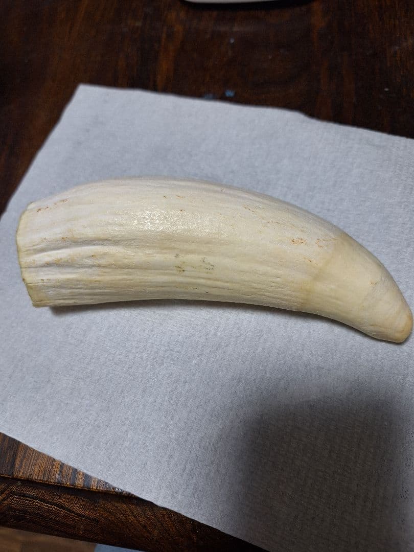 マッコウクジラの歯　393g