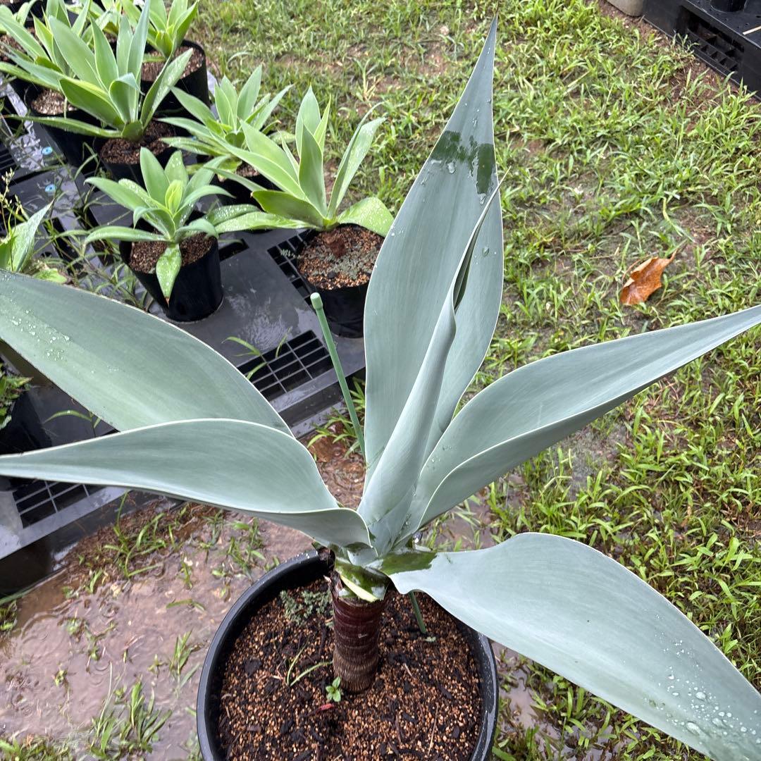 R*d様 アガベ　ボーチンブルー