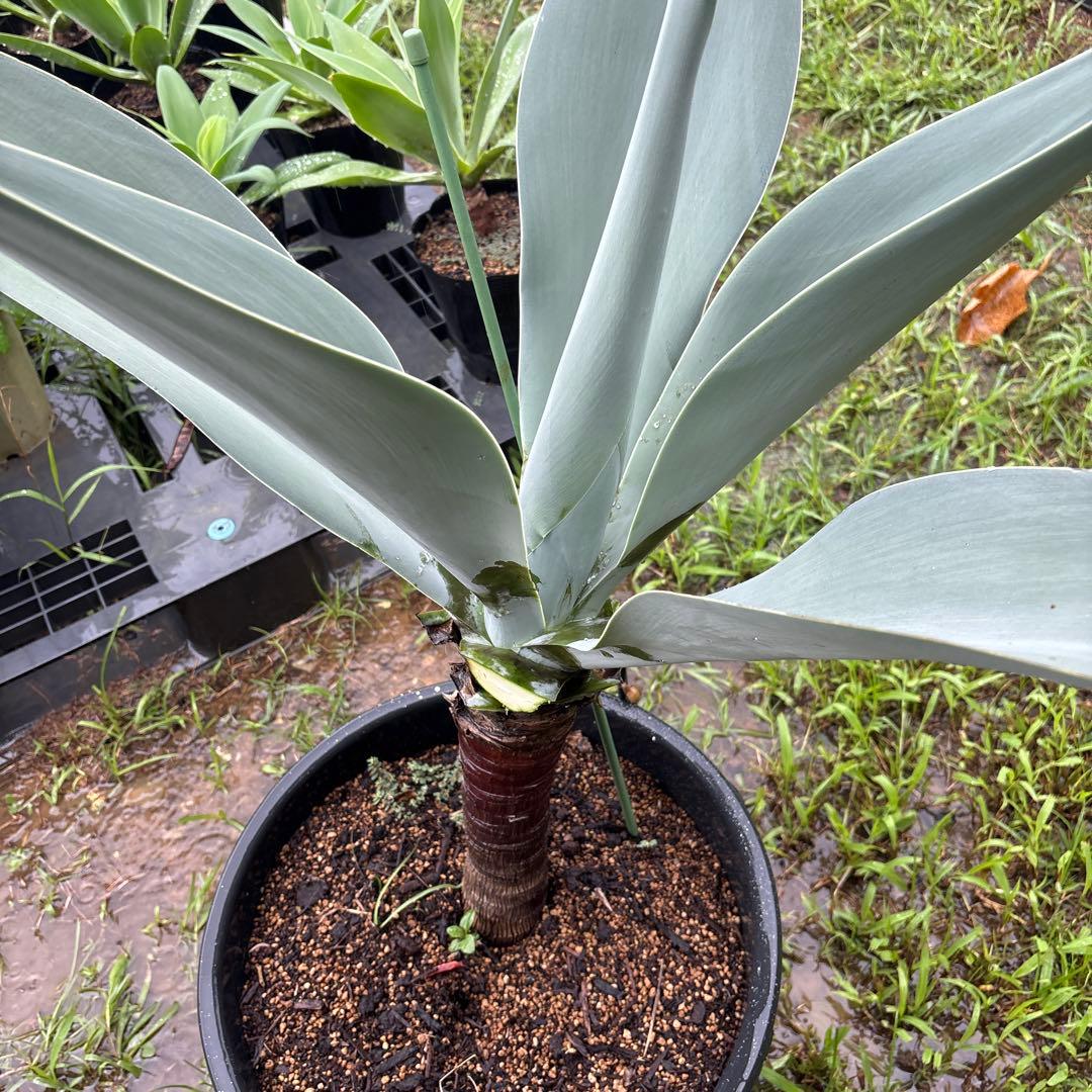 R*d様 アガベ　ボーチンブルー