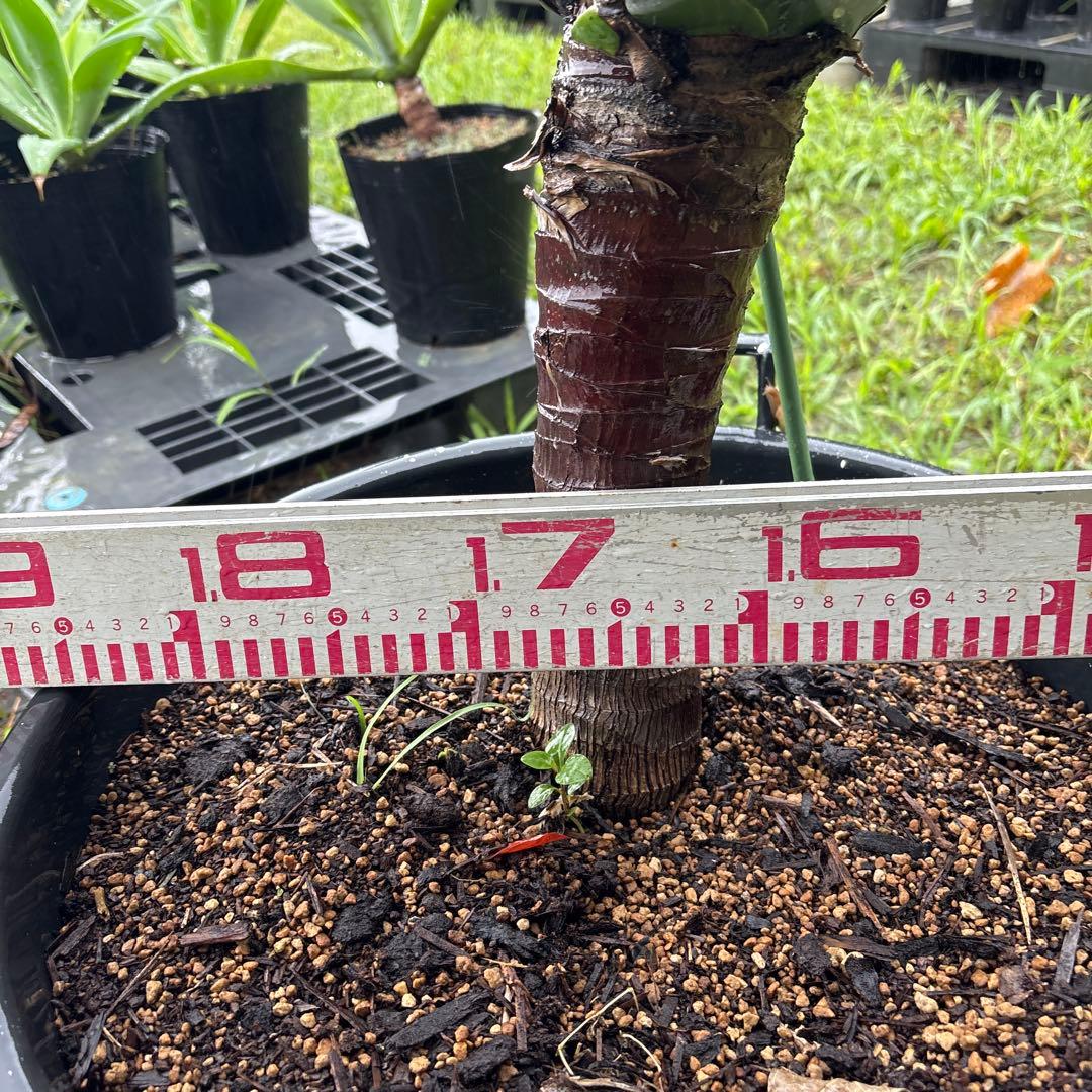 R*d様 アガベ　ボーチンブルー