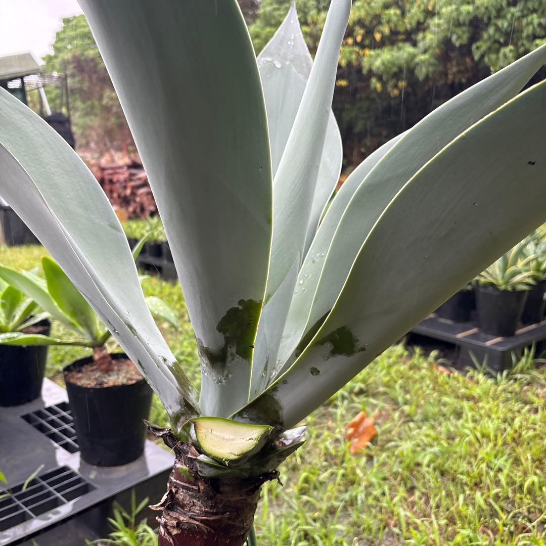 R*d様 アガベ　ボーチンブルー