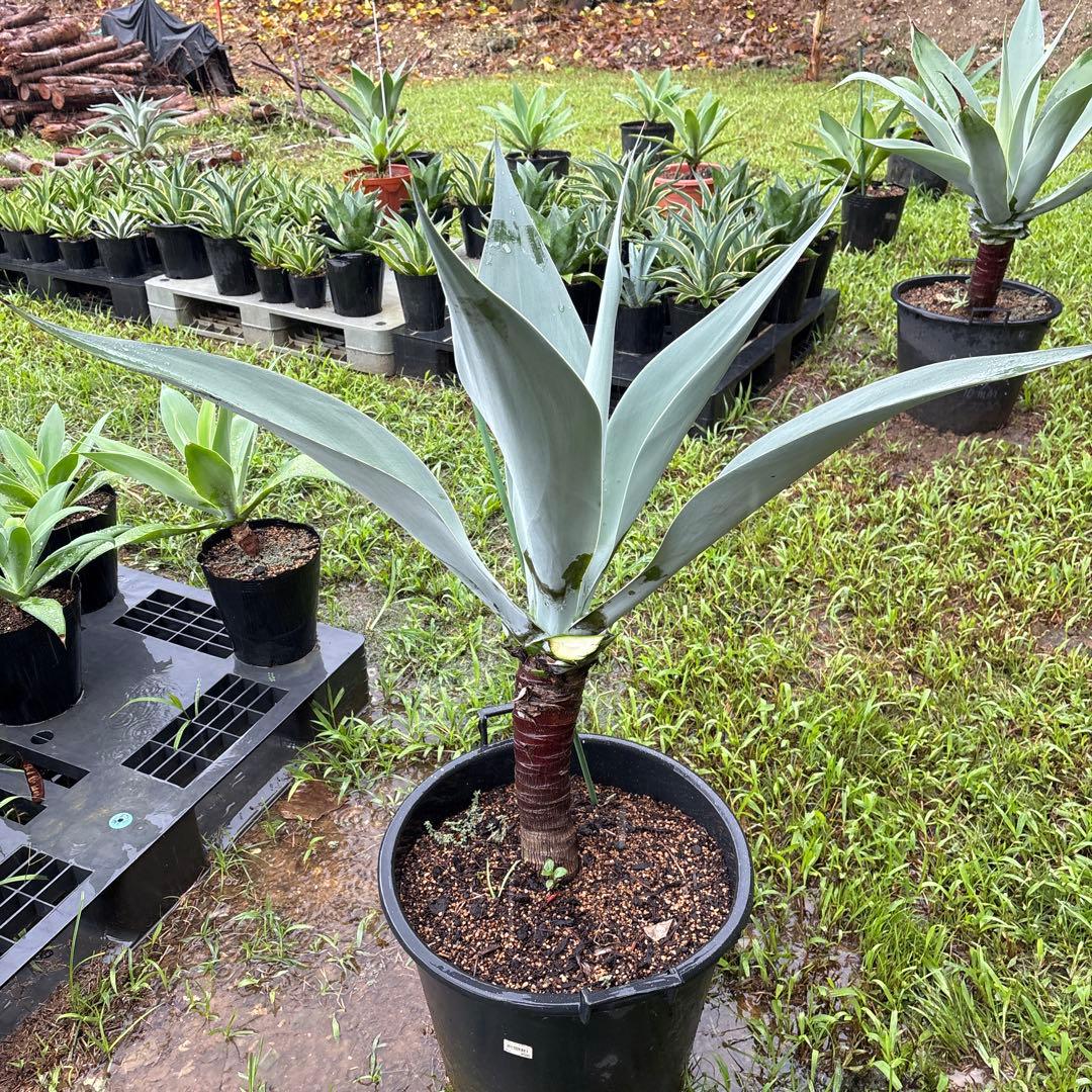 R*d様 アガベ　ボーチンブルー