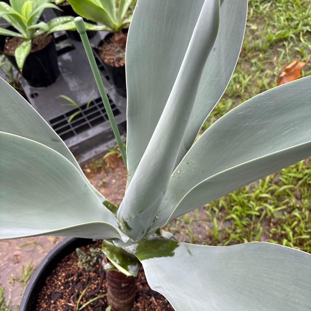 R*d様 アガベ　ボーチンブルー