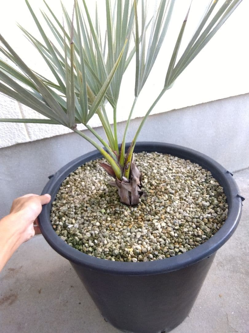 ナンノロプス　アラビカシルバー　15号鉢つき　大株❗