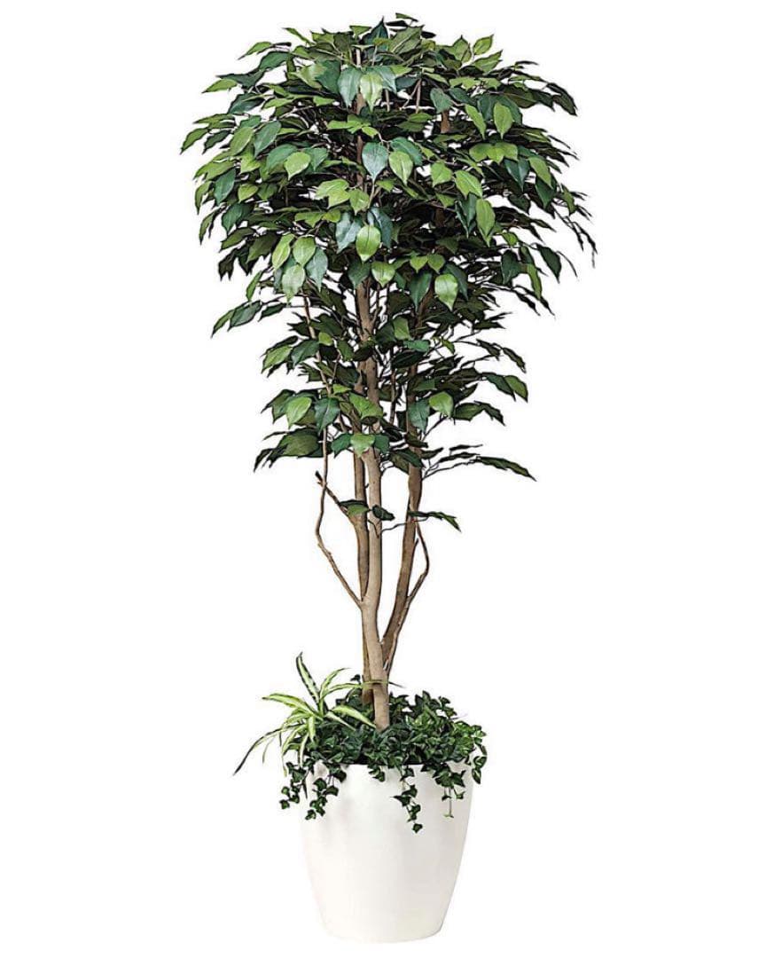 光触媒　人工観葉植物　ウォールグリーン　フェイクグリーン　ベンジャミン下葉付き