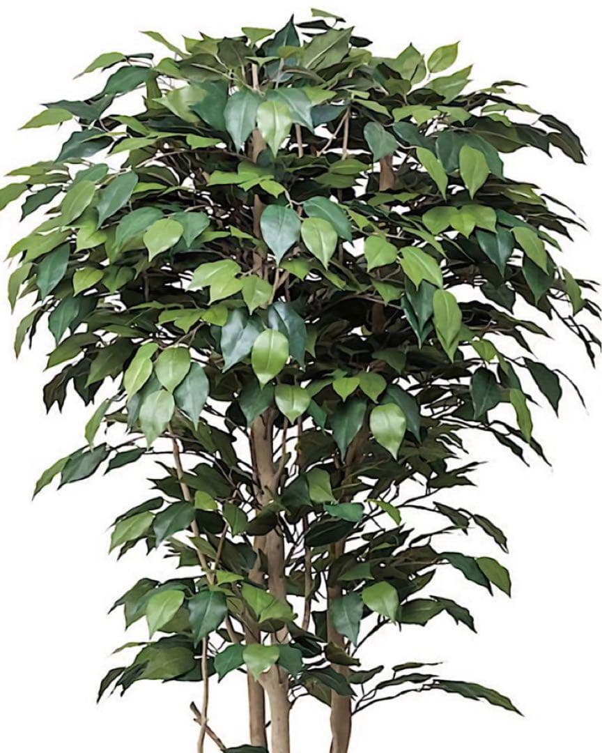 光触媒　人工観葉植物　ウォールグリーン　フェイクグリーン　ベンジャミン下葉付き