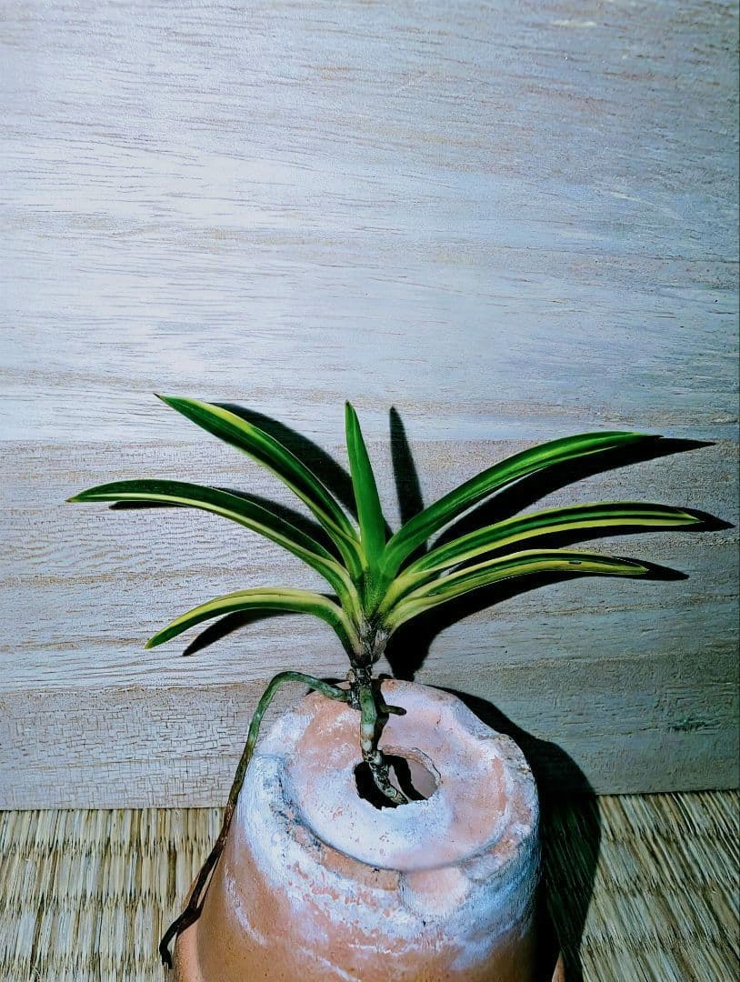 【♪金・黒祭り♪】富貴蘭　カラス黒牡丹縞（関東で人気の希少黒牡丹）