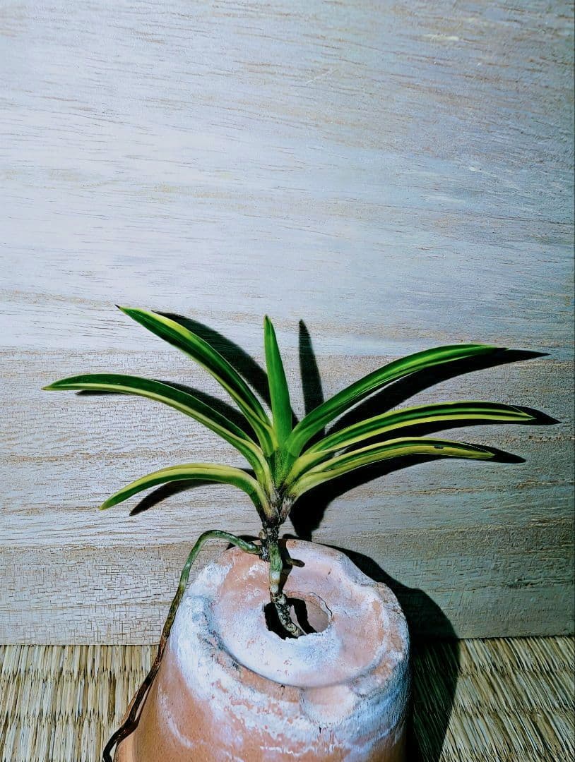 【♪金・黒祭り♪】富貴蘭　カラス黒牡丹縞（関東で人気の希少黒牡丹）