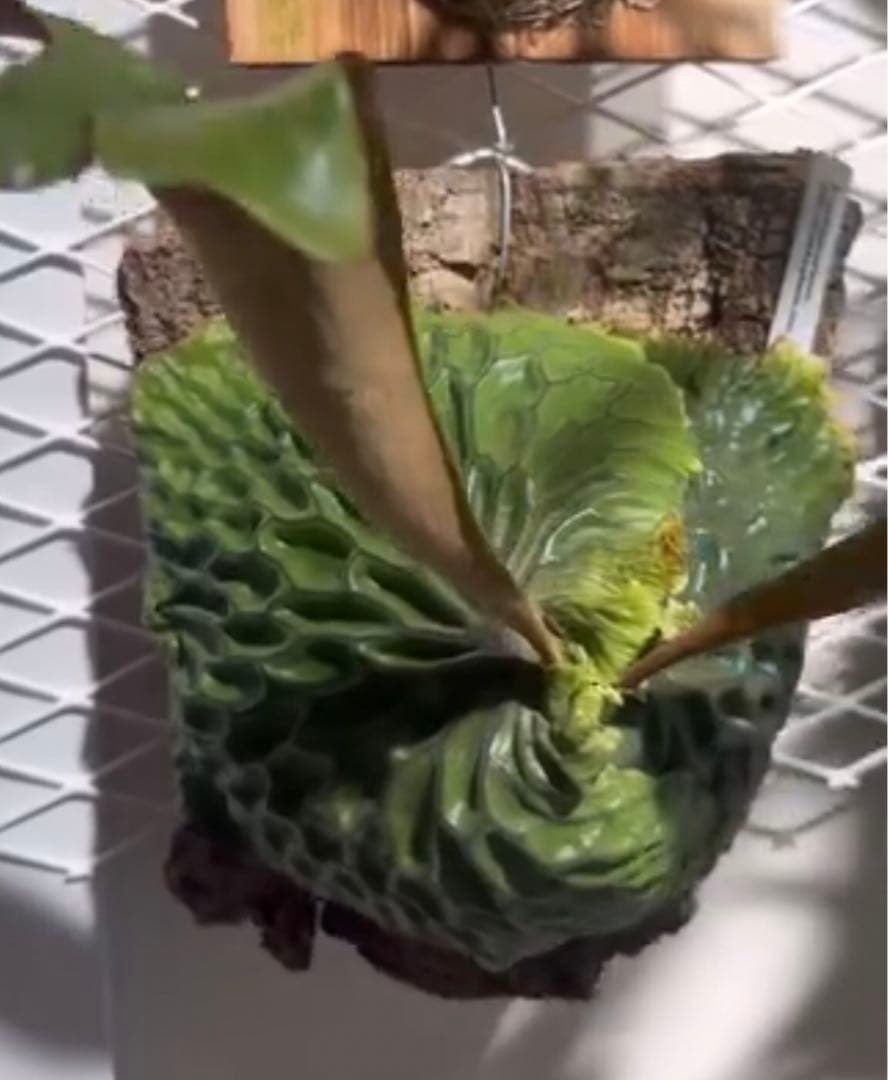 P. willinckii Omega オメガ OC 胞子 数分岐 #4