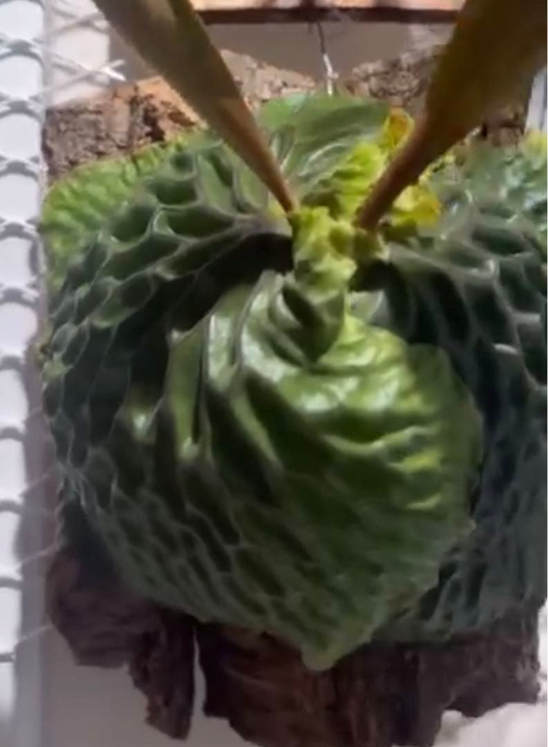 P. willinckii Omega オメガ OC 胞子 数分岐 #4