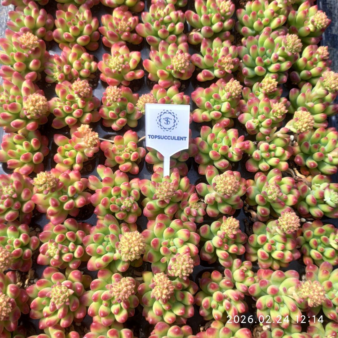 Top【選抜株】23082アイス　グリーンHyb 105個 プラグトレー苗