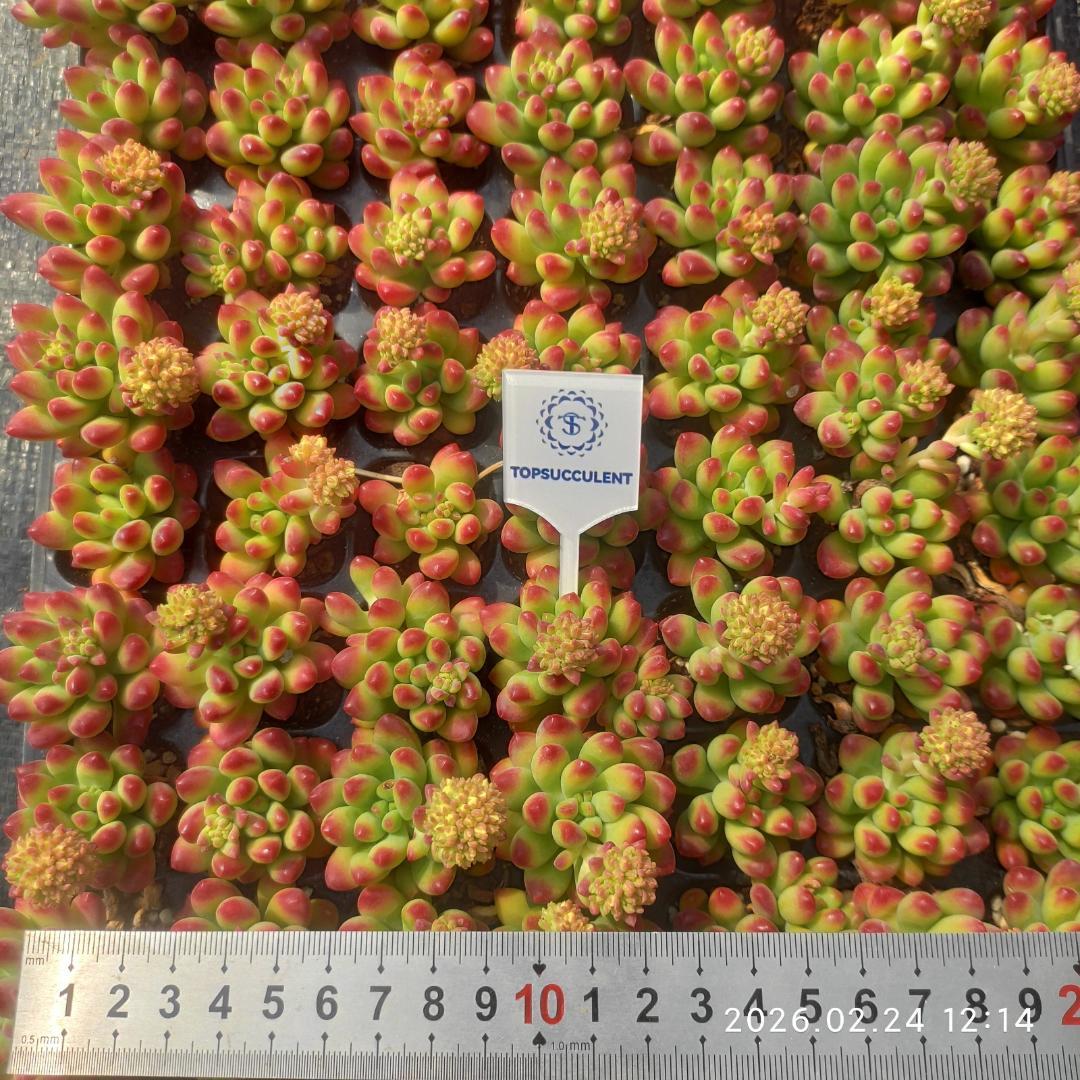 Top【選抜株】23082アイス　グリーンHyb 105個 プラグトレー苗