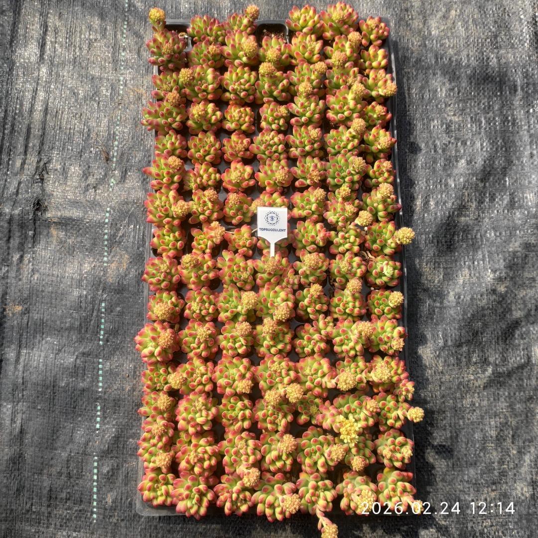 Top【選抜株】23082アイス　グリーンHyb 105個 プラグトレー苗