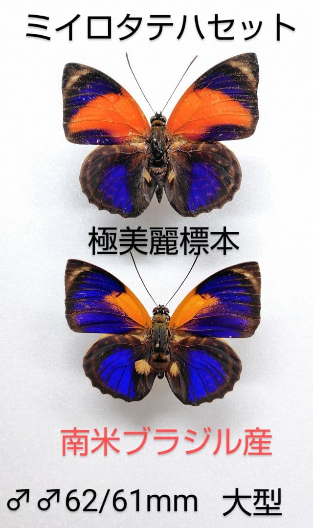 ミイロタテハ♂♂標本セット★南米ブラジル産★ 大型 62/61mm 美麗標本