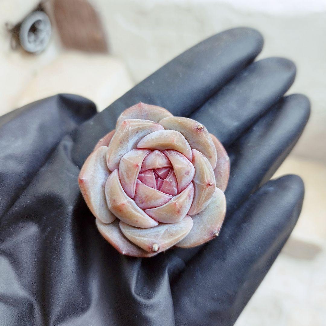 スイートハート◎多肉植物 カット苗 輸入苗 エケベリア等