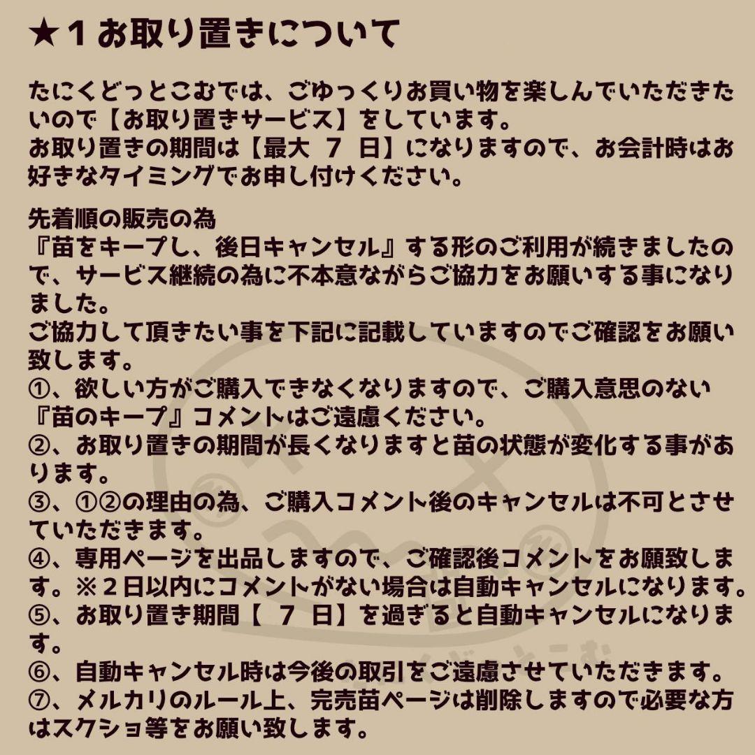 スイートハート◎多肉植物 カット苗 輸入苗 エケベリア等