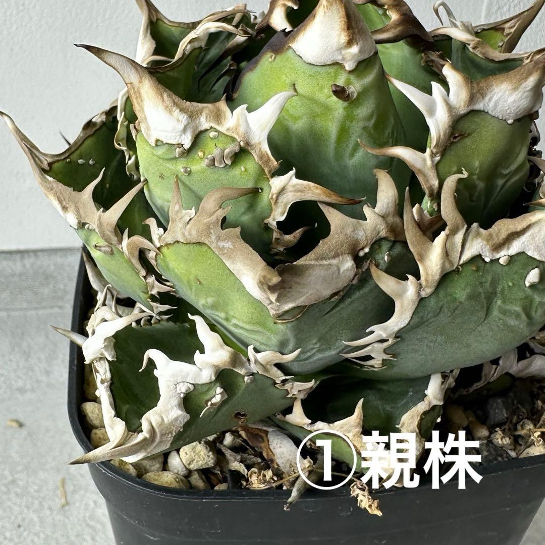 チタノタ 台湾ゴジラ セット ※バラ売り可能 検）冰雹、麻花龍、ブツブツ