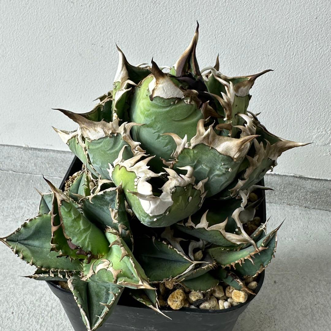 チタノタ 台湾ゴジラ セット ※バラ売り可能 検）冰雹、麻花龍、ブツブツ