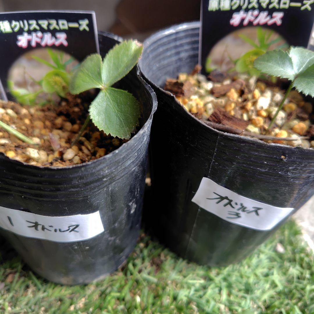 【原種】クリスマスローズ４種類５ポット