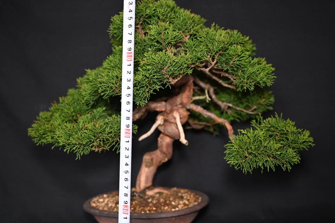 武*典様 糸魚川真柏　盆栽