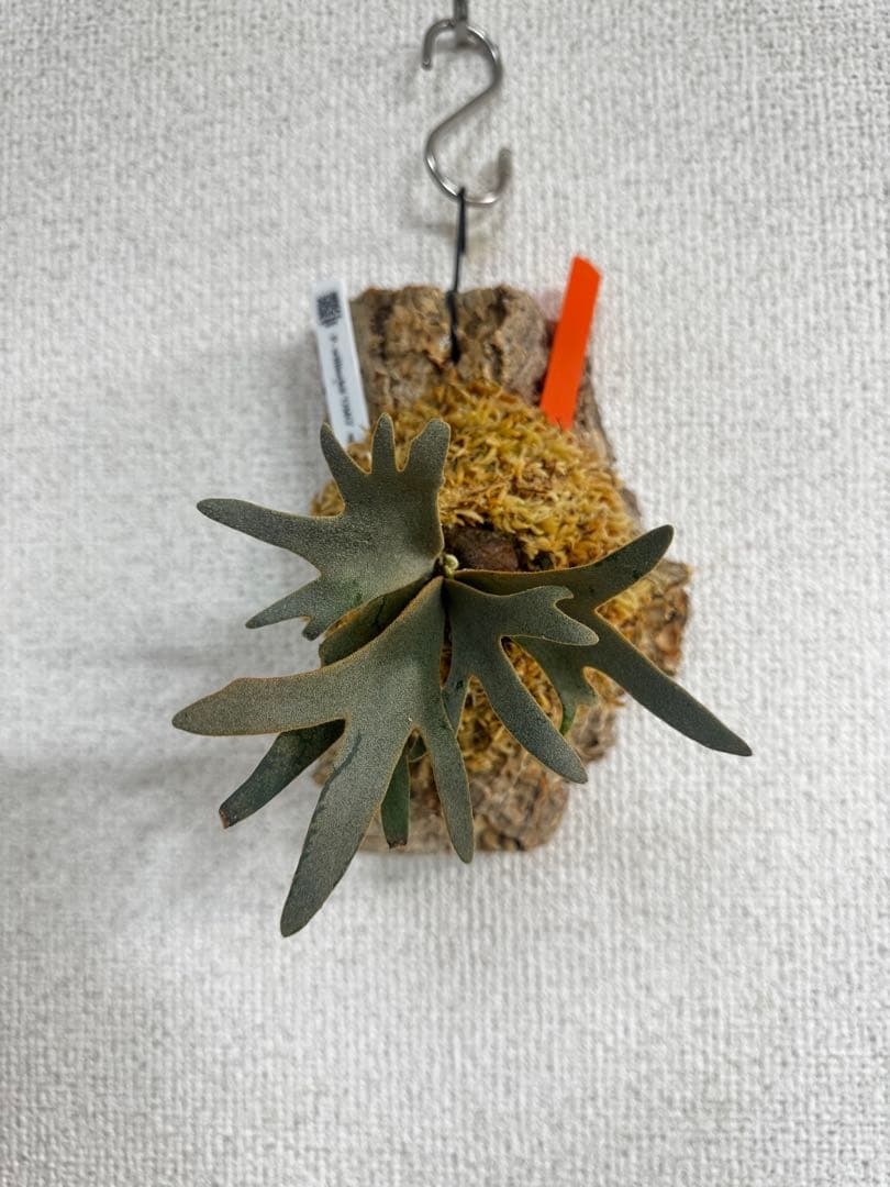 P. willinckii 'OMG'spore コルク　ビカクシダ　橙