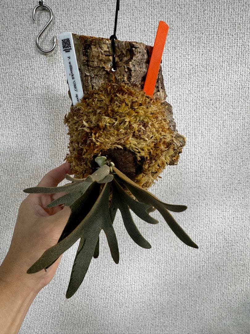 P. willinckii 'OMG'spore コルク　ビカクシダ　橙