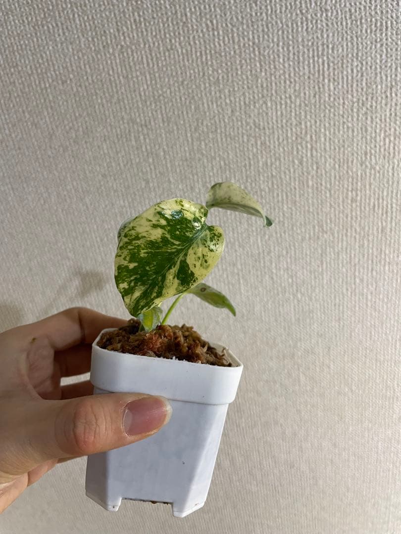 み*様 モンステラ　デリシオーサ　ミント