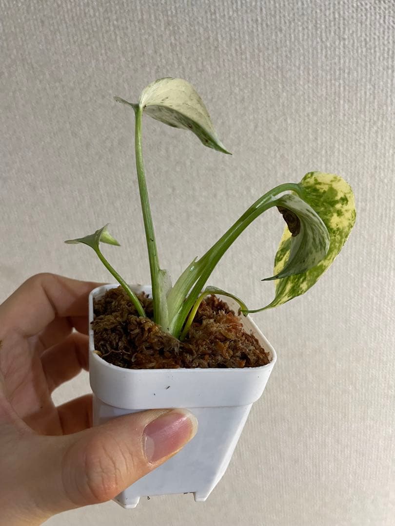 み*様 モンステラ　デリシオーサ　ミント