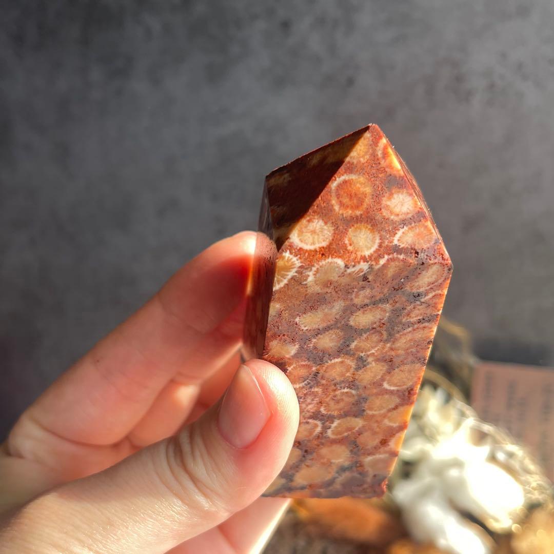 フォッシル コーラル 天然カラー ポイント