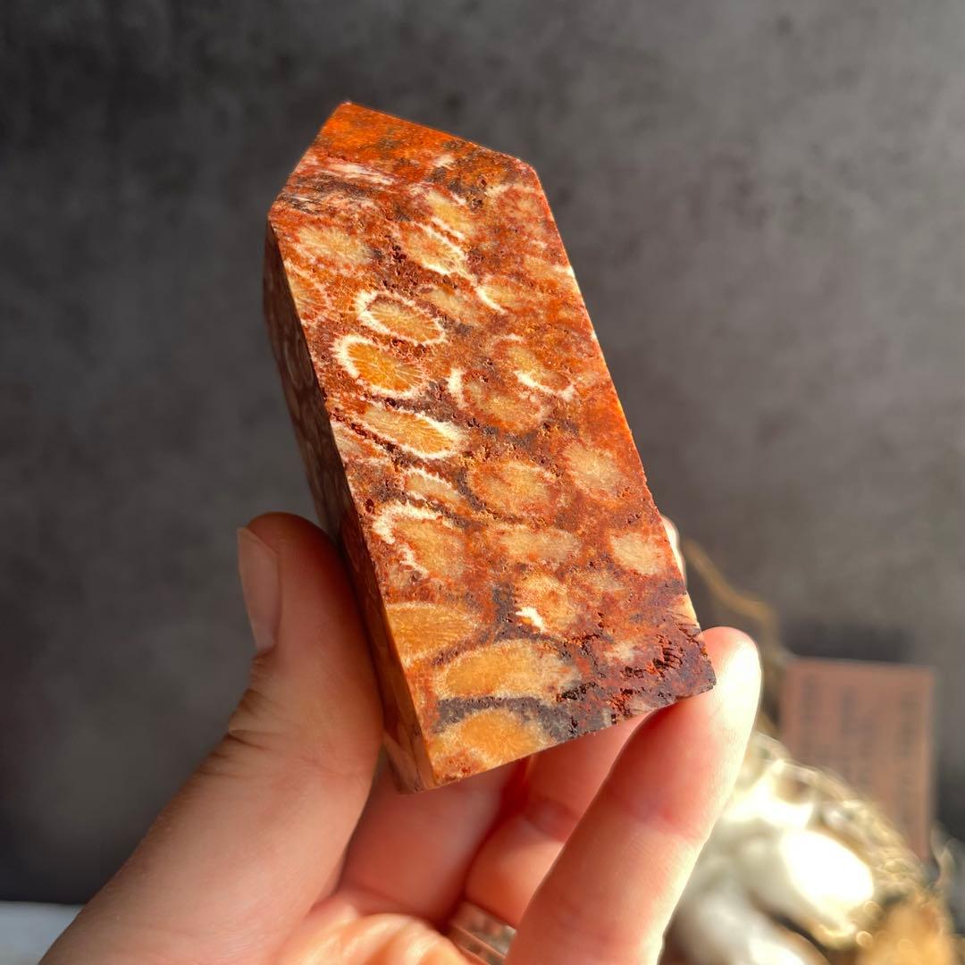 フォッシル コーラル 天然カラー ポイント