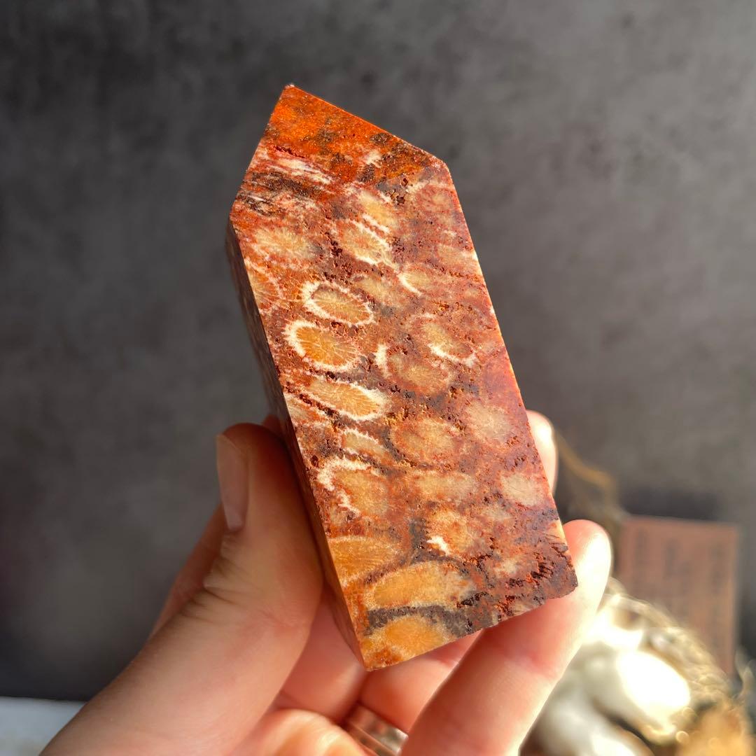 フォッシル コーラル 天然カラー ポイント