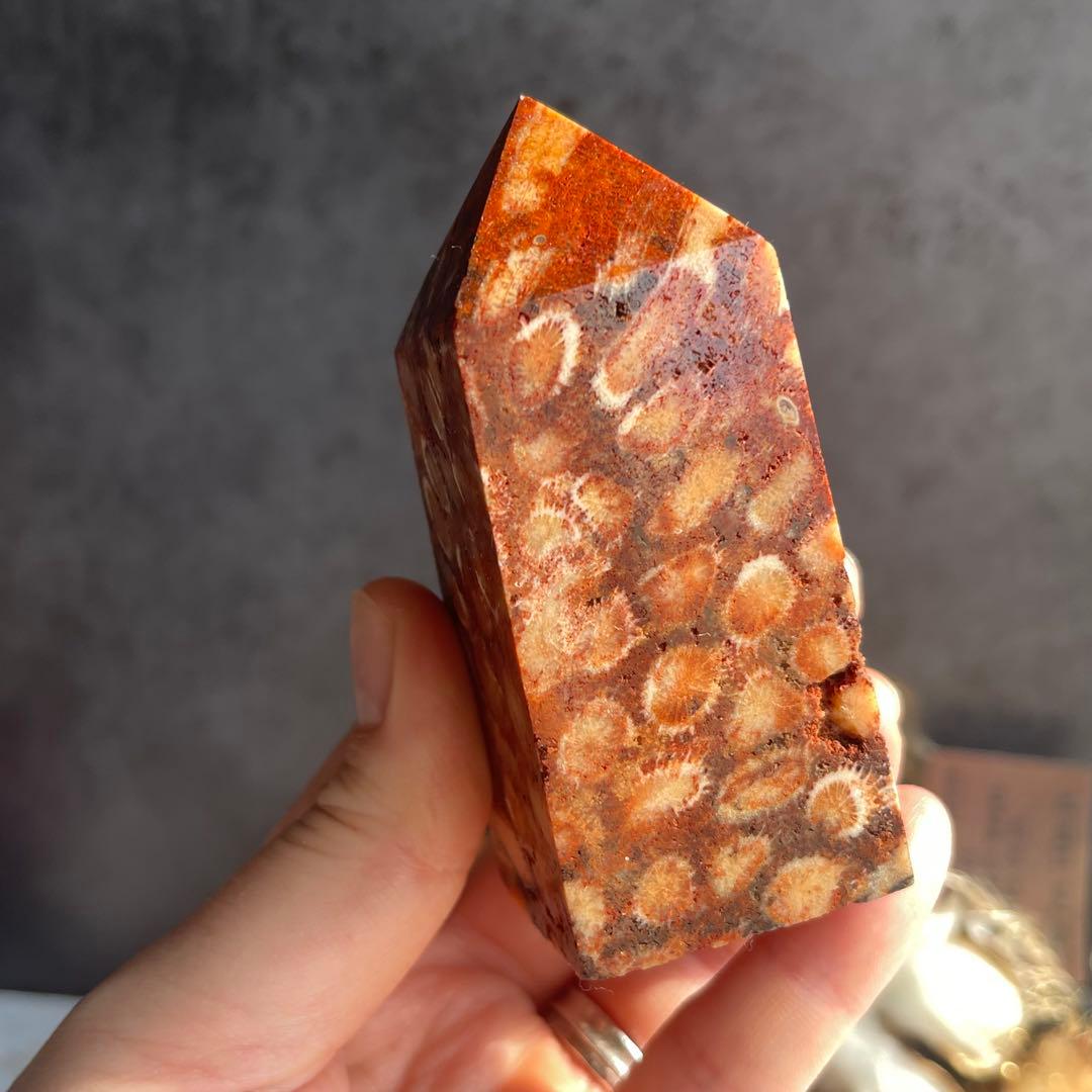 フォッシル コーラル 天然カラー ポイント