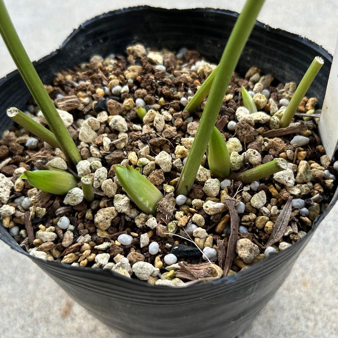 クリスマスローズ 開花実績株 DDイエローピコティ