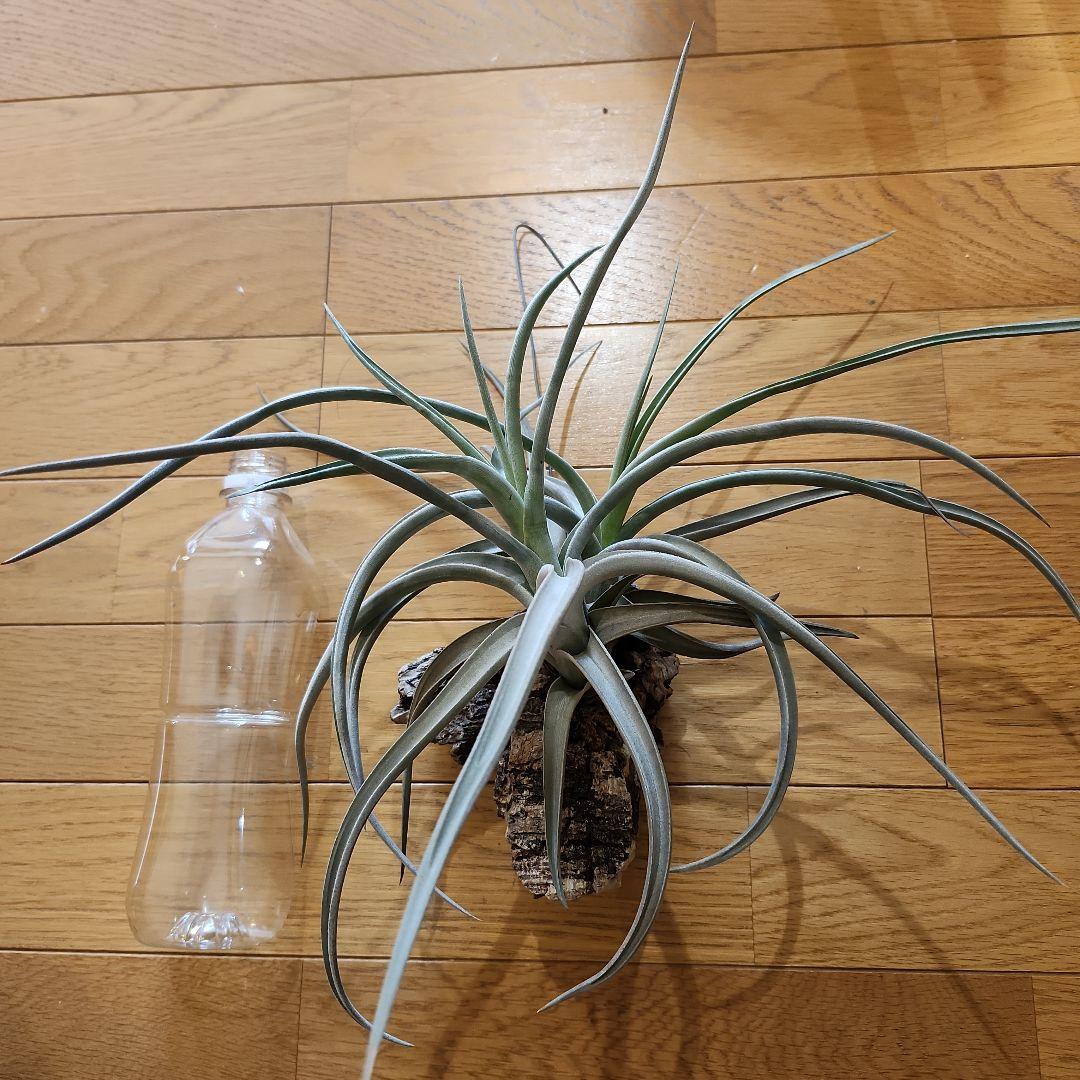 ティランジア 多頭 ロッテアエ