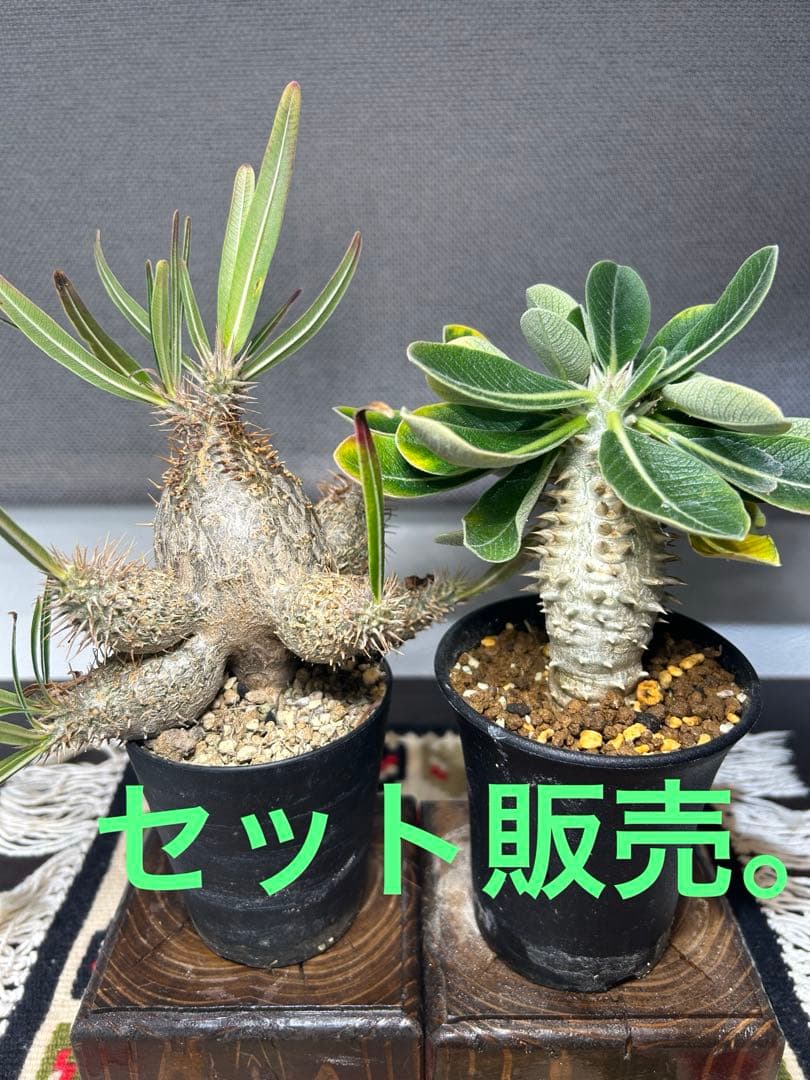 グラキリス　エブレネウム　実生。