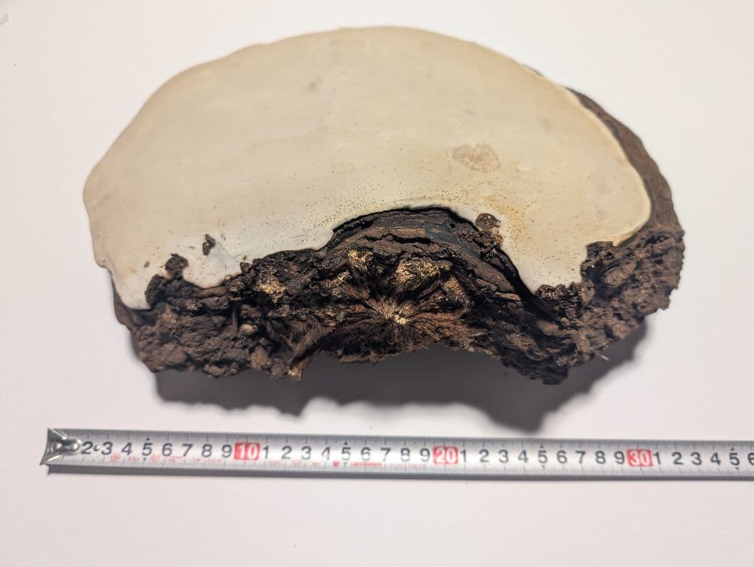 サルノコシカケ（キノコ類）