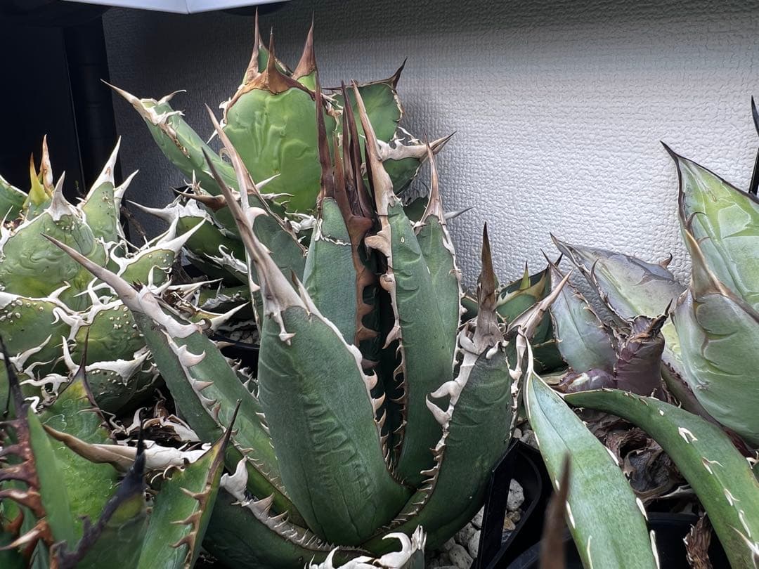 【希少株】Agave “X” アガベ エックス/ホワイトファング 子株