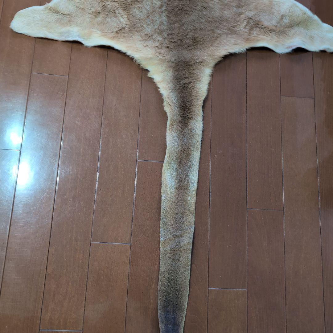 カンガルーの毛皮