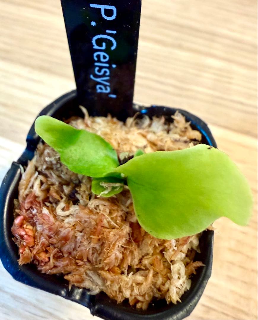 ビカクシダ　セット　OMG　マダガスカリエンセ　リドレイドワーフなど