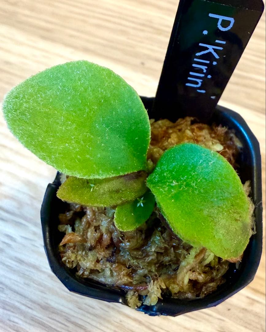 ビカクシダ　セット　OMG　マダガスカリエンセ　リドレイドワーフなど