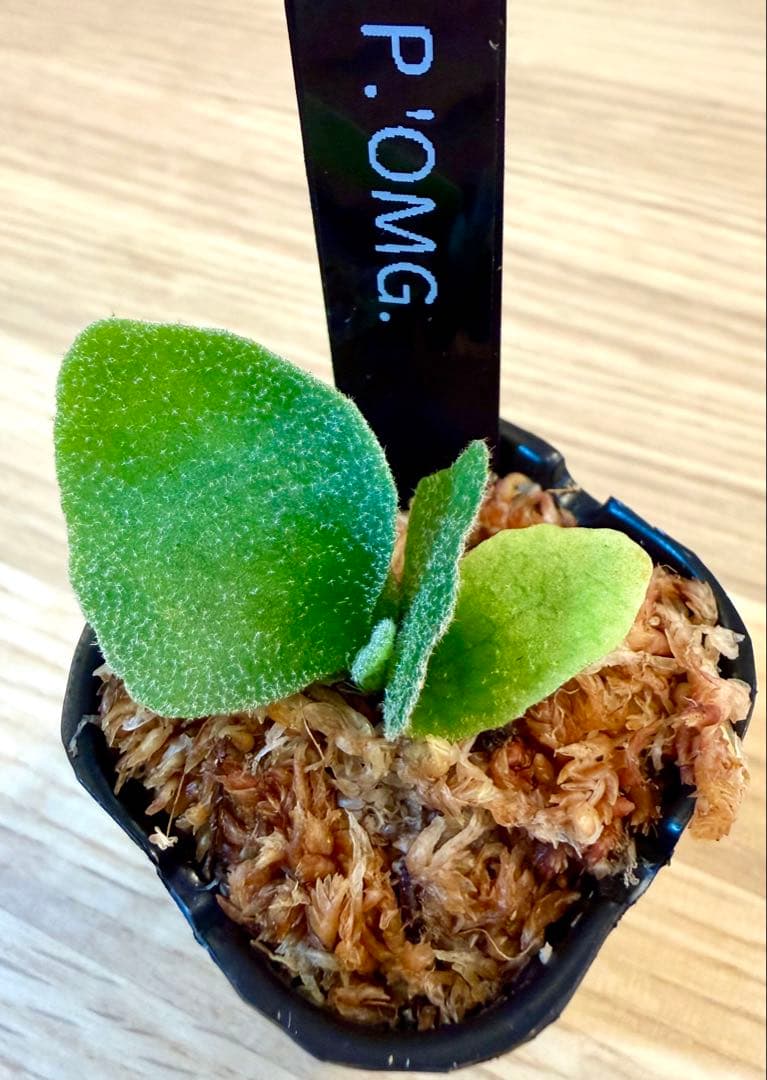 ビカクシダ　セット　OMG　マダガスカリエンセ　リドレイドワーフなど