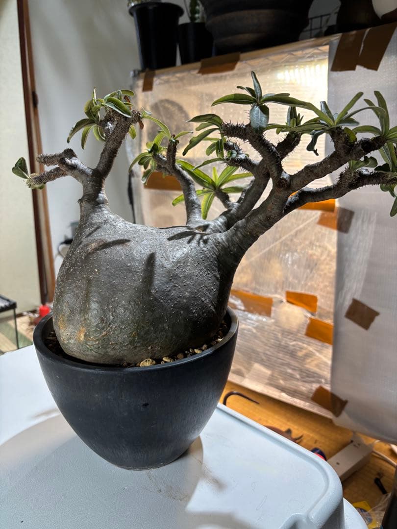 パキポディウム　グラキリス 扁平　大株