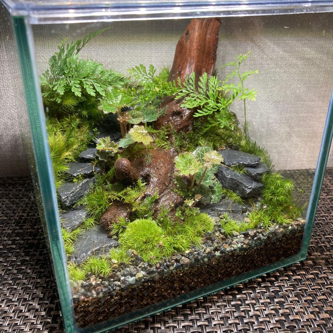 苔テラリウム　コレクション2