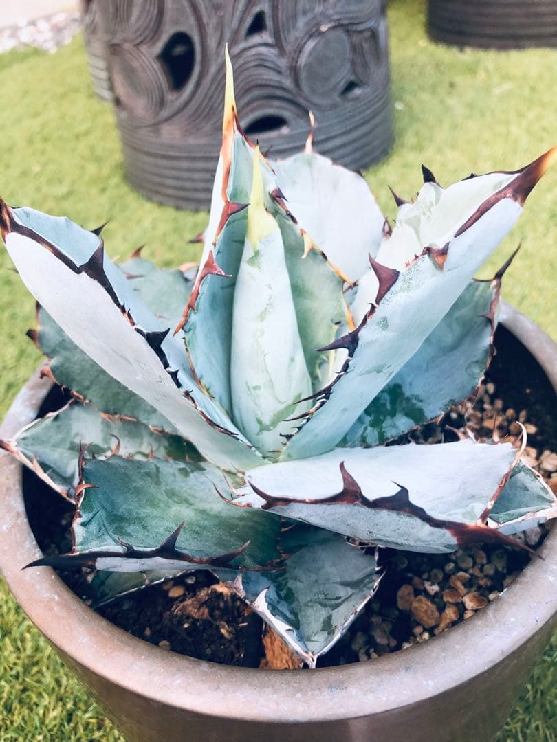 アガベ チタノタ HOWAITOAIsU