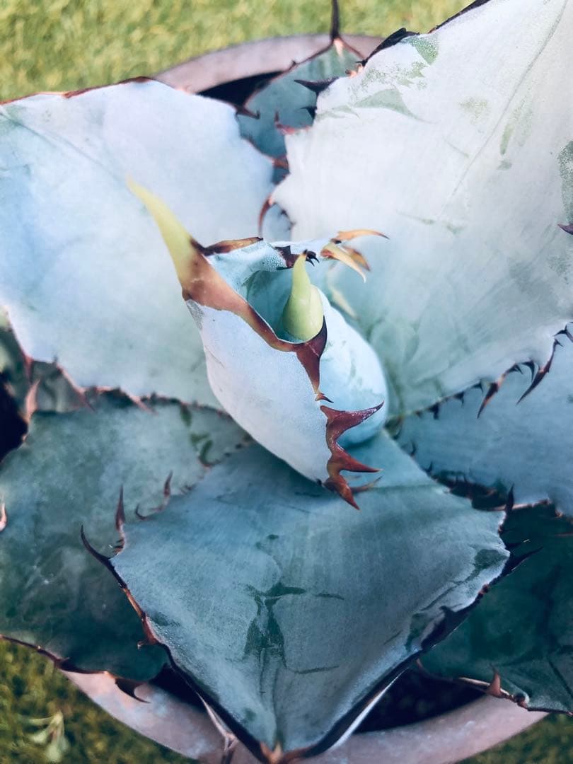 アガベ チタノタ HOWAITOAIsU