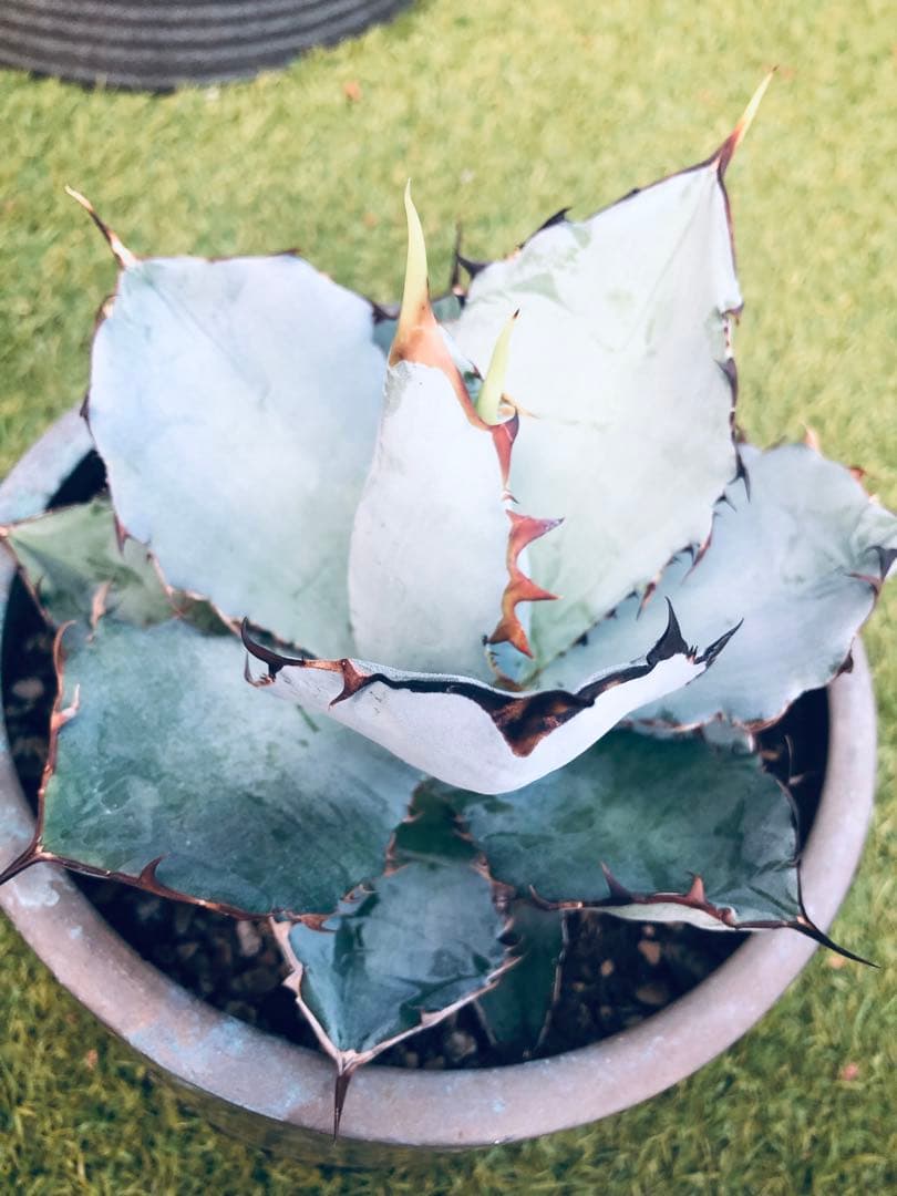 アガベ チタノタ HOWAITOAIsU